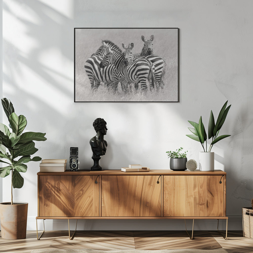 Zebras | Poster