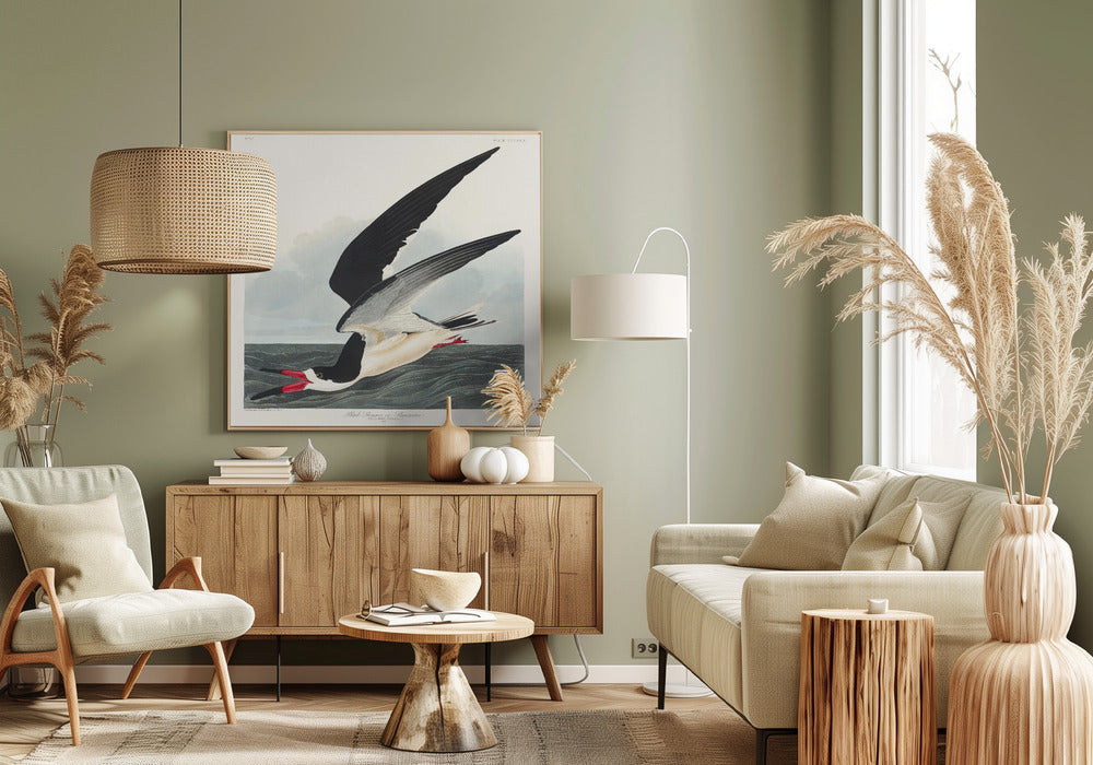 Schwarzer Scherenschnabel aus Birds of America (1827) | Leinwand