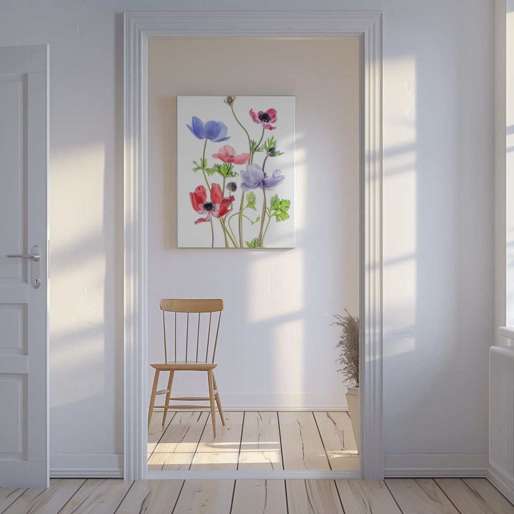 Anemone De Caen | Canvas