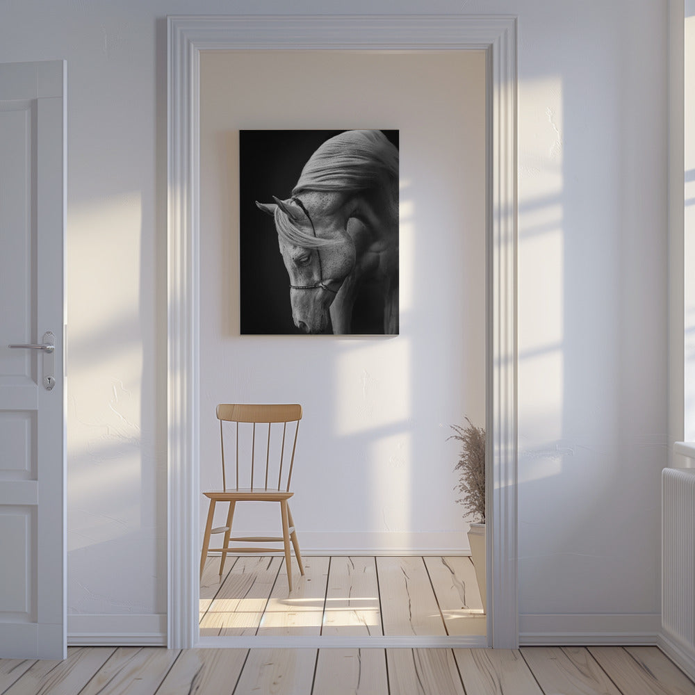 weißer Hengst | Leinwand