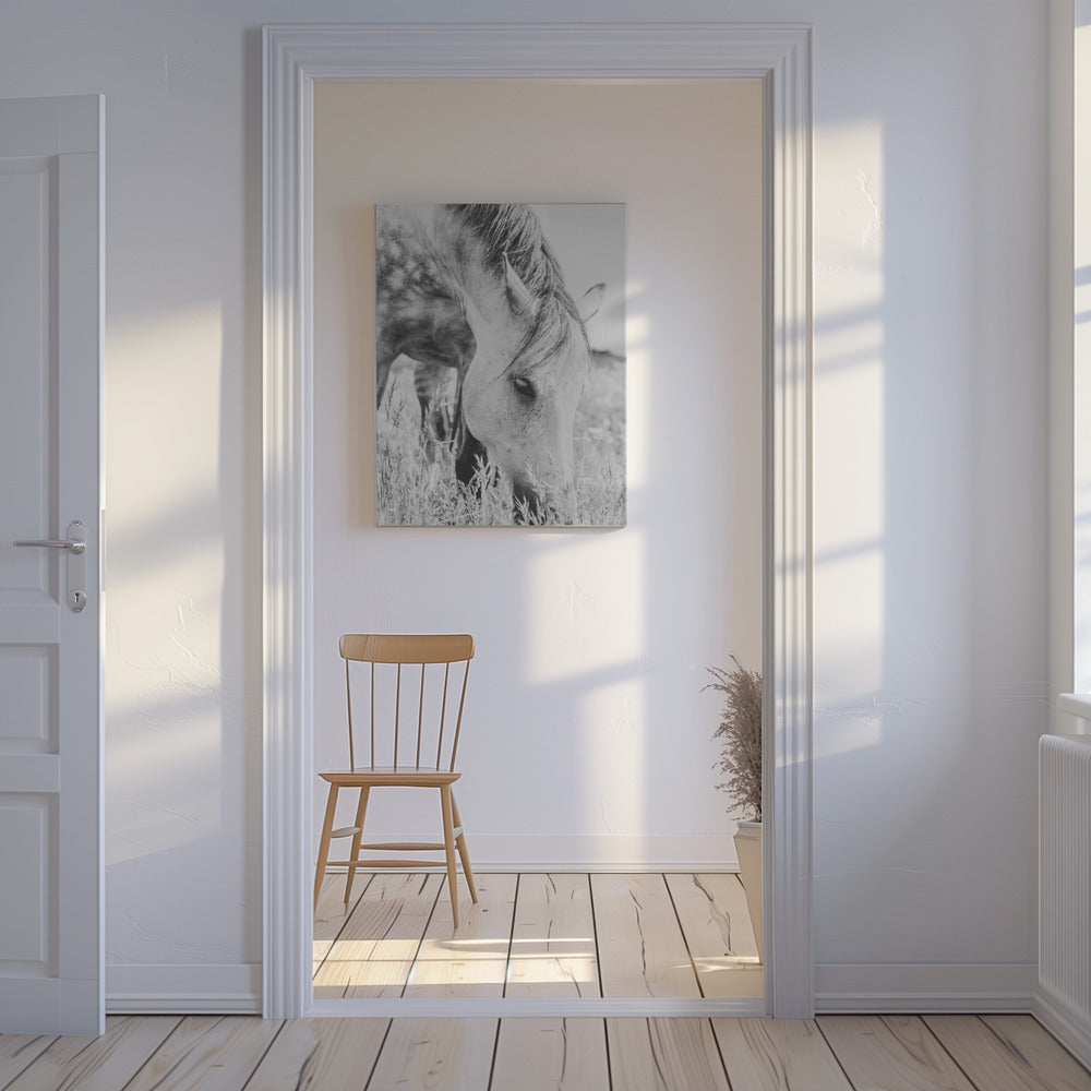 stallion | Canvas