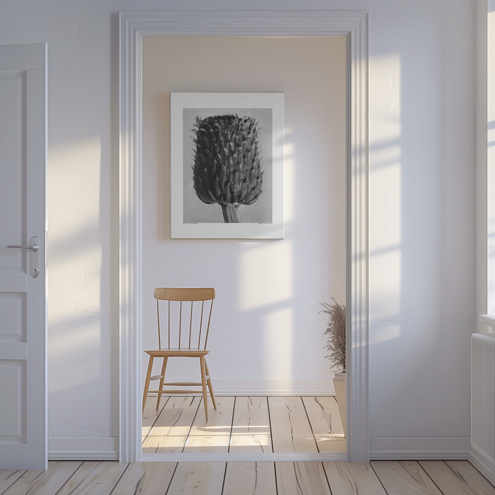 Cirsium Canum (Distel) | Leinwand