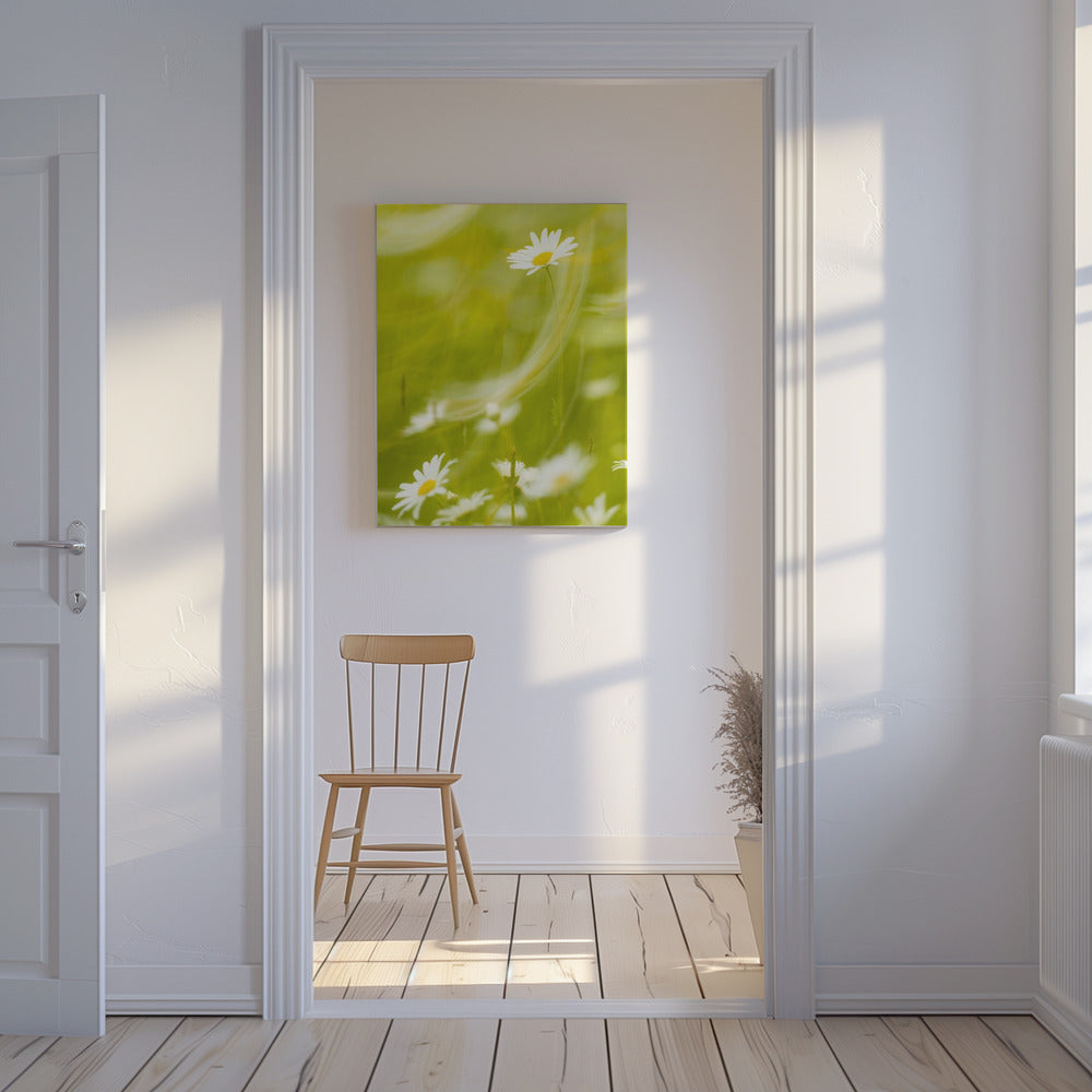 Daisies | Canvas