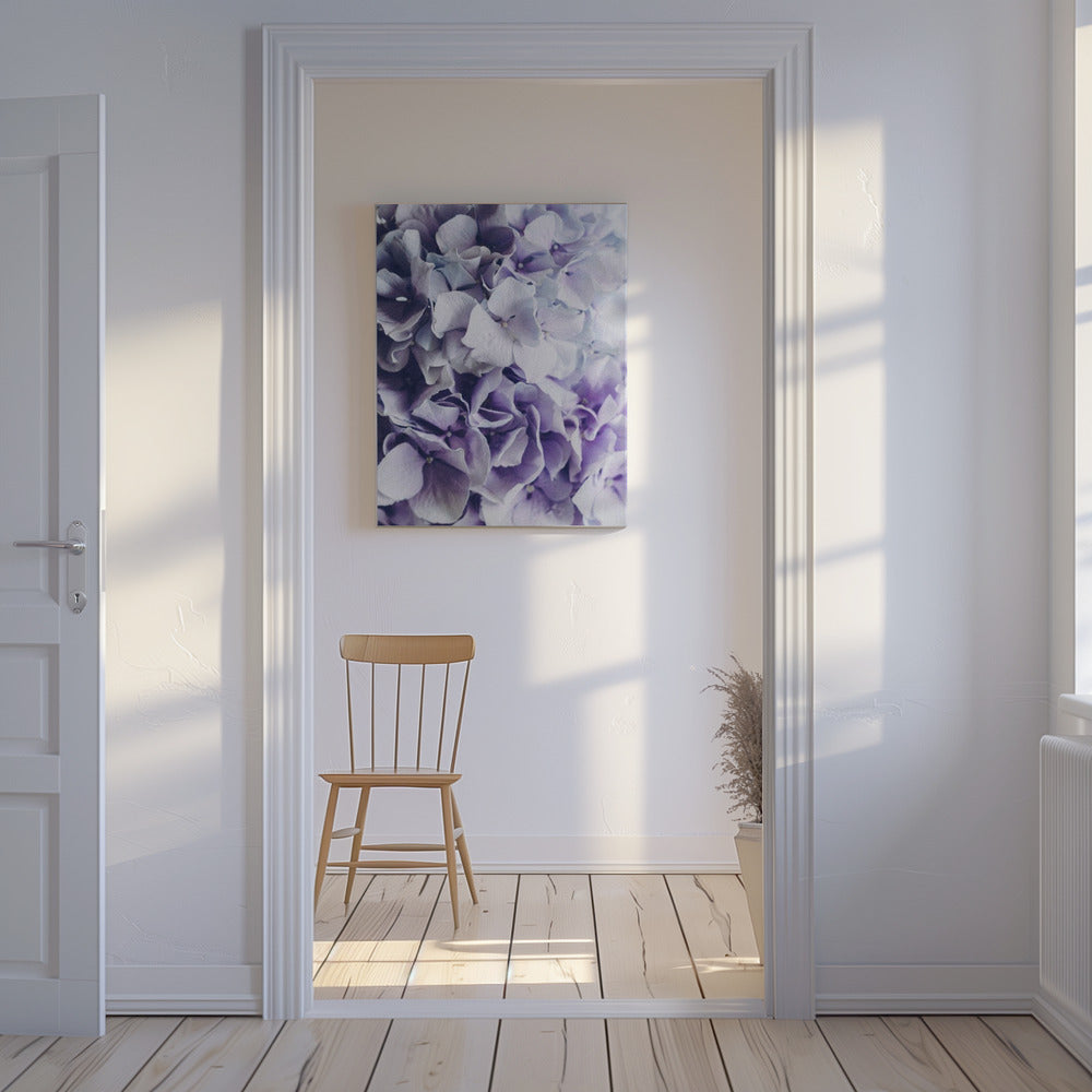 Leuchtend lila Hortensienblüten | Leinwand