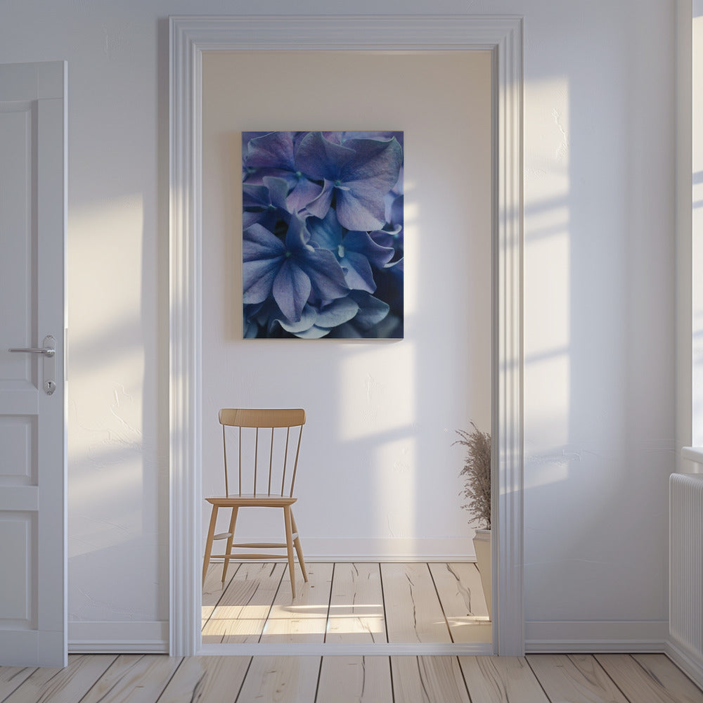 Leuchtend lila Hortensienblüten | Leinwand