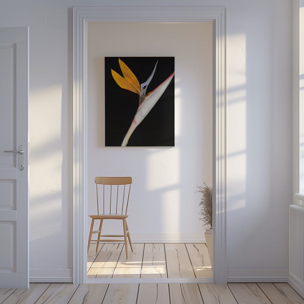 Bird of Paradise | Canvas