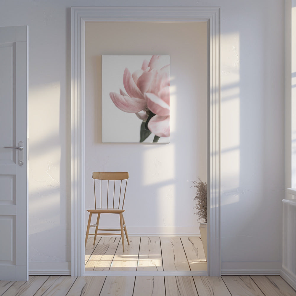Peony 2 | Canvas