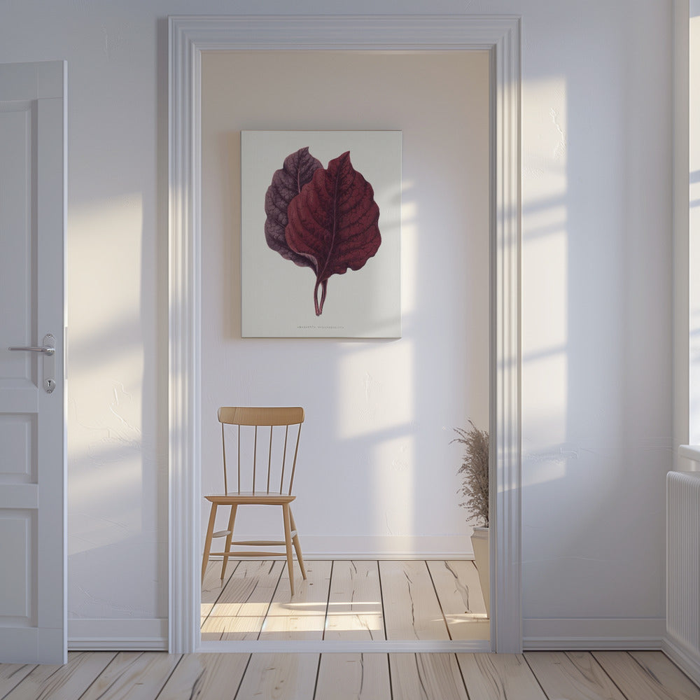 Pink Amarantus Leaf Illustration | Canvas