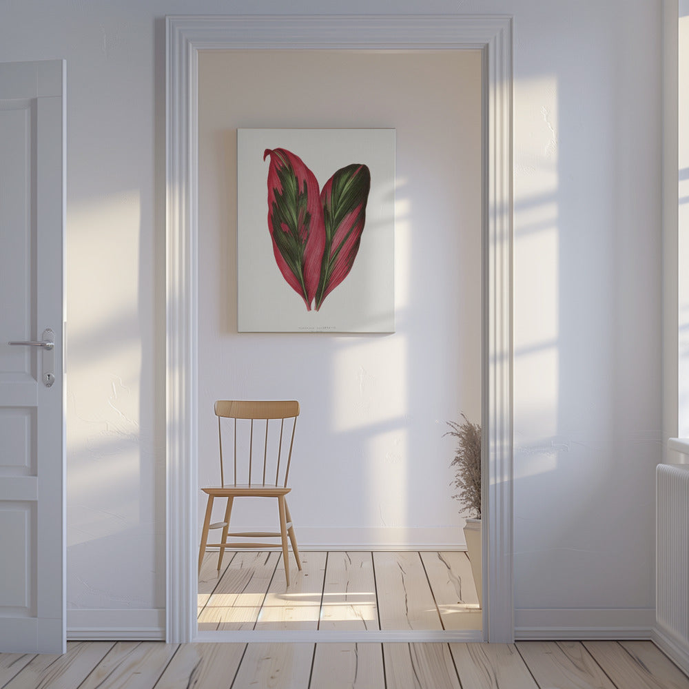 Pink Dracaena Terminalis Leaf Illustration | Canvas