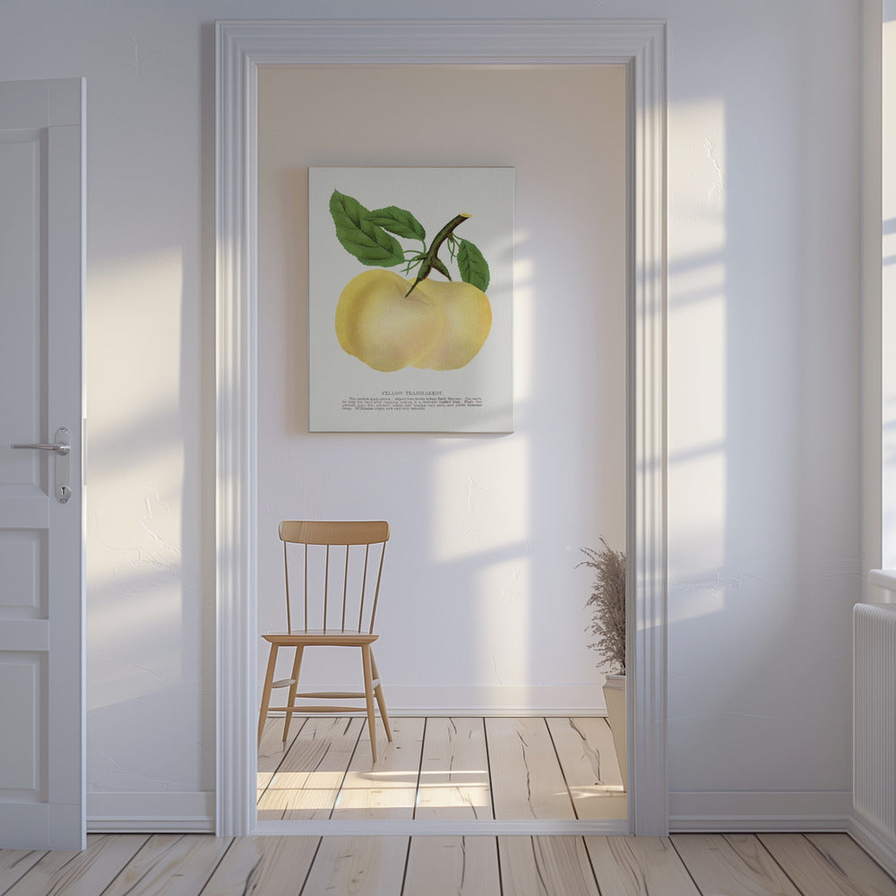 Gelbe transparente Apfel-Lithografie | Leinwand