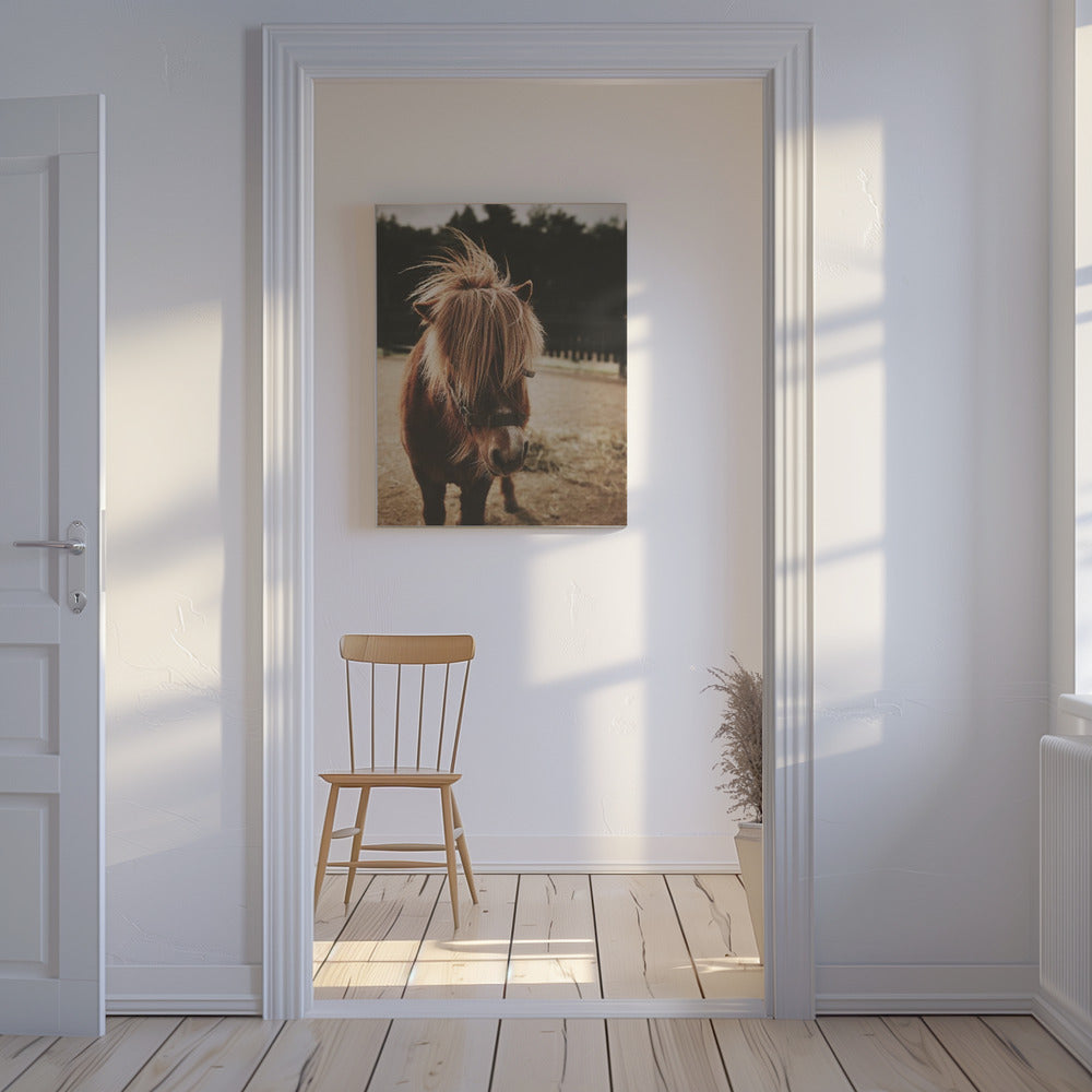 Pony mit zotteliger Mähne | Leinwand