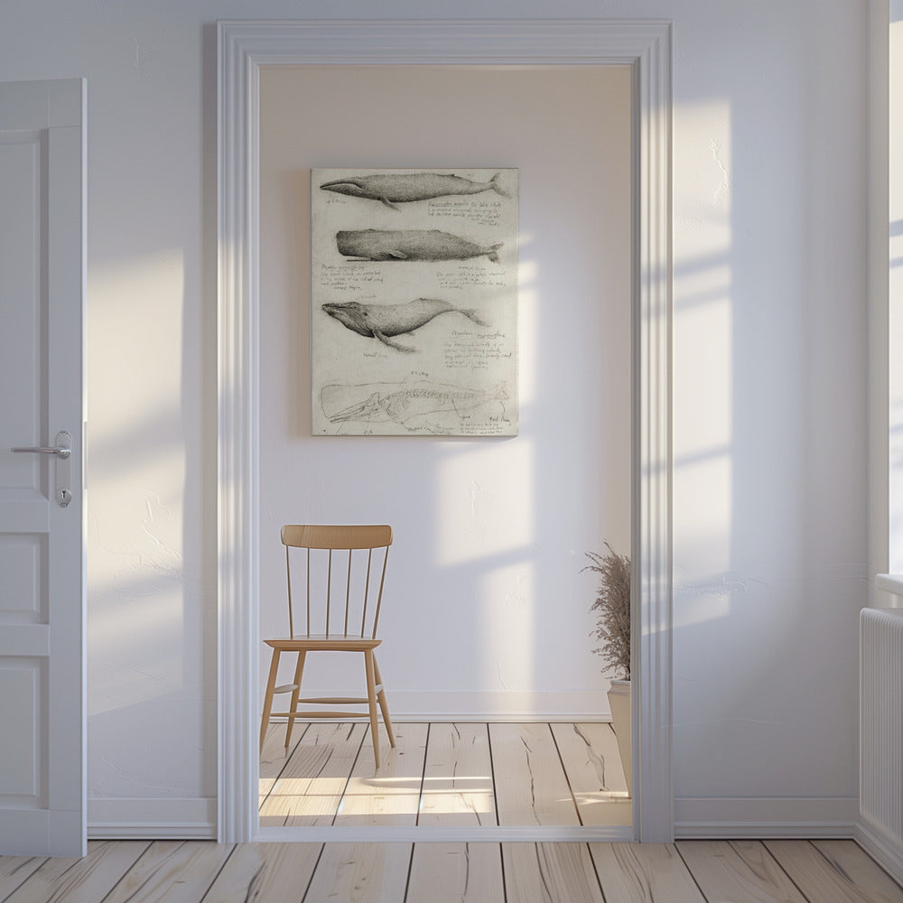 Sketches Of Various Whale | Canvas