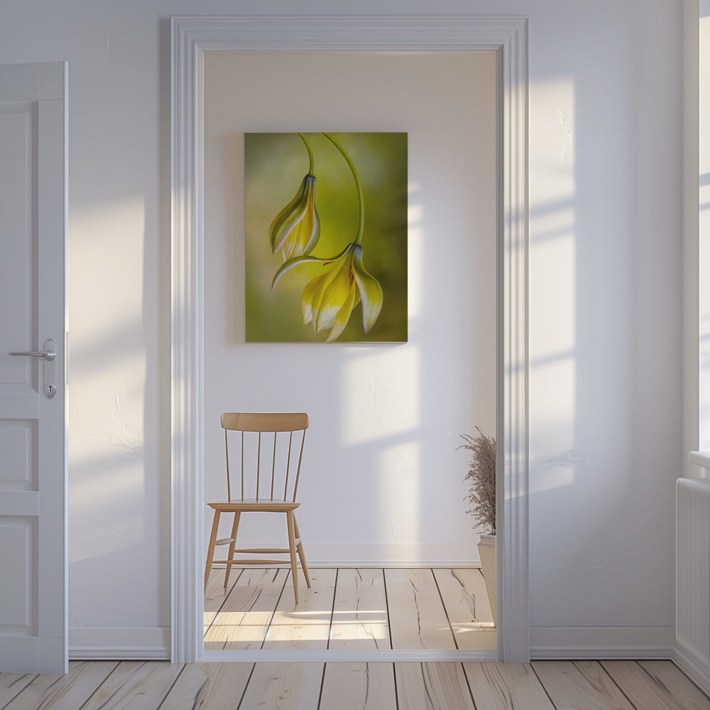 Tulipa | Leinwand