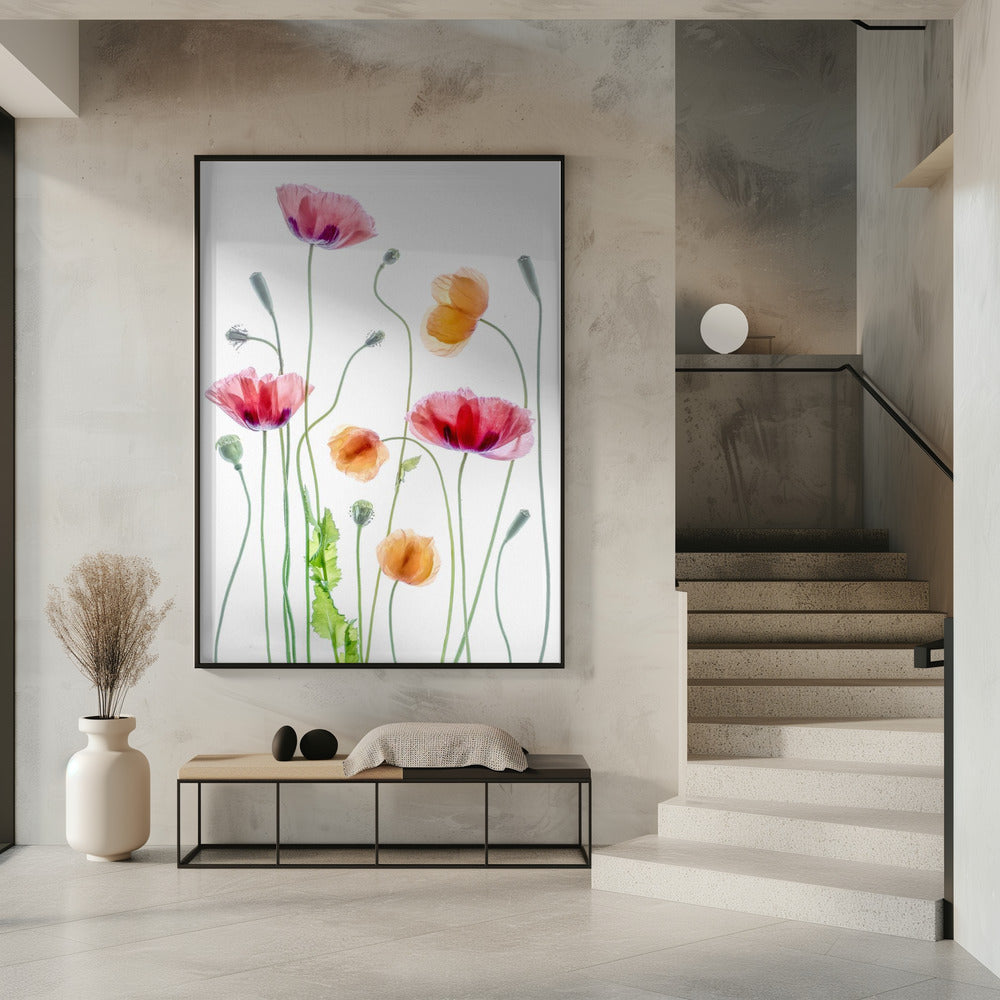 Poppies | Poster