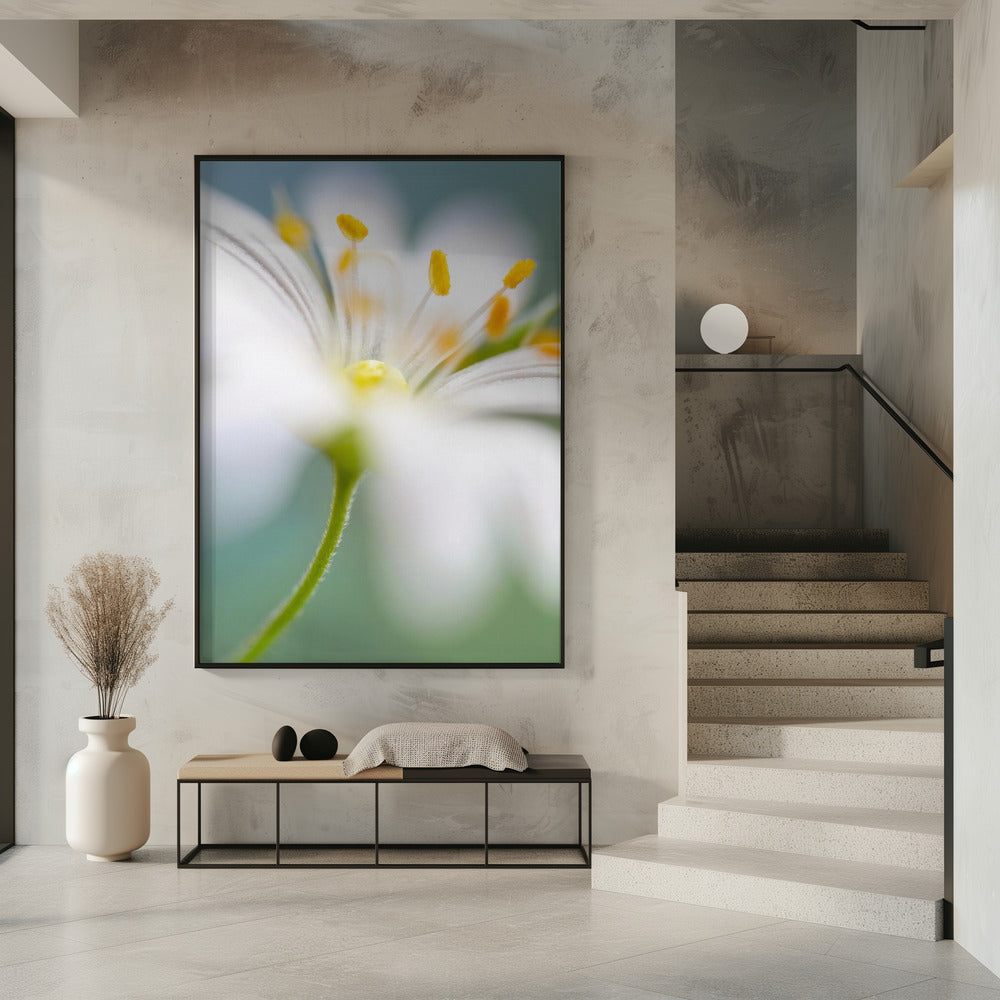 Stitchwort surprise | Poster