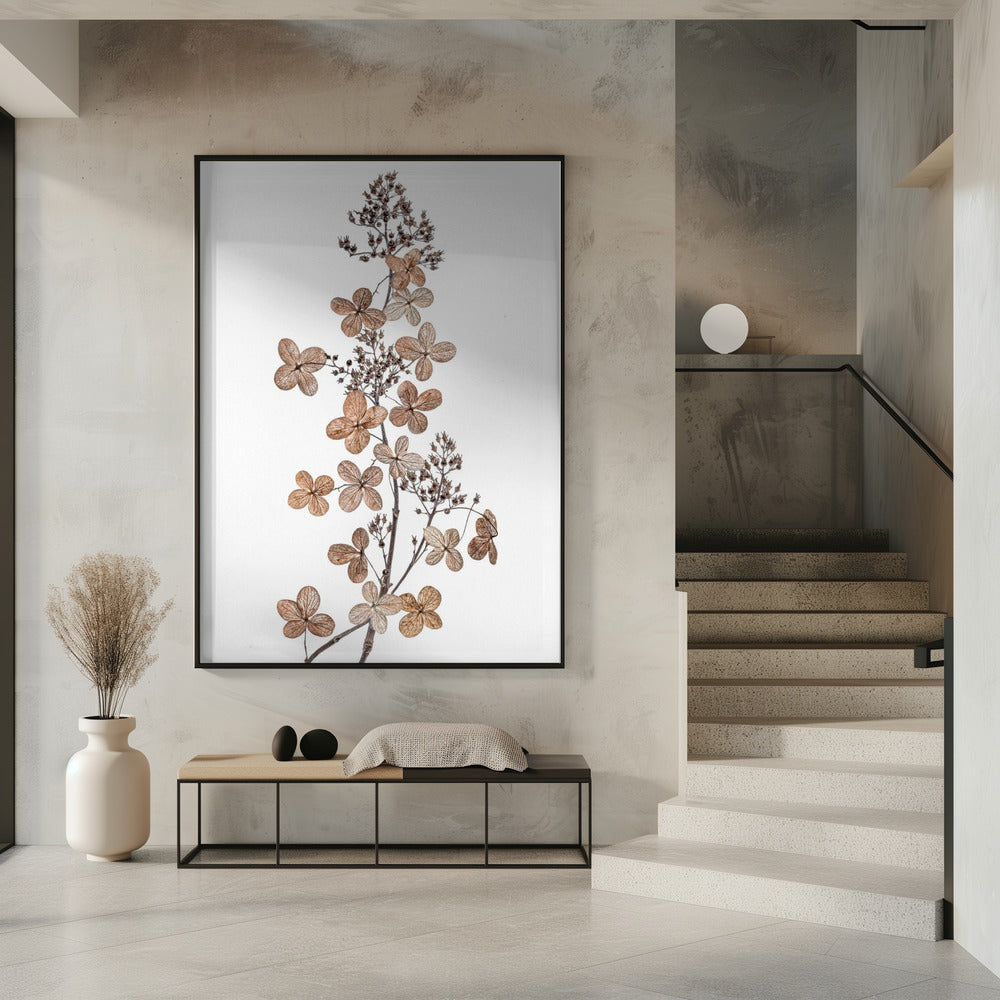 Hortensie Paniculata | Poster
