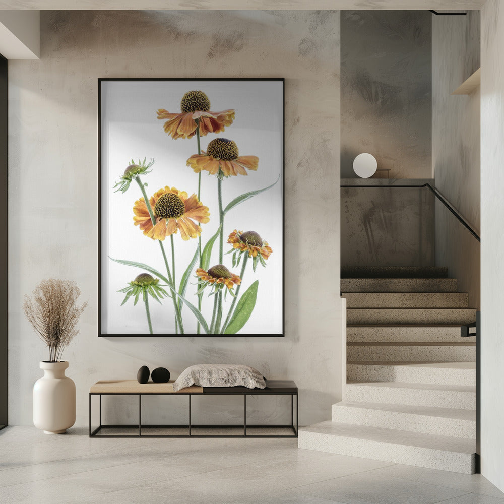 Helenium | Poster