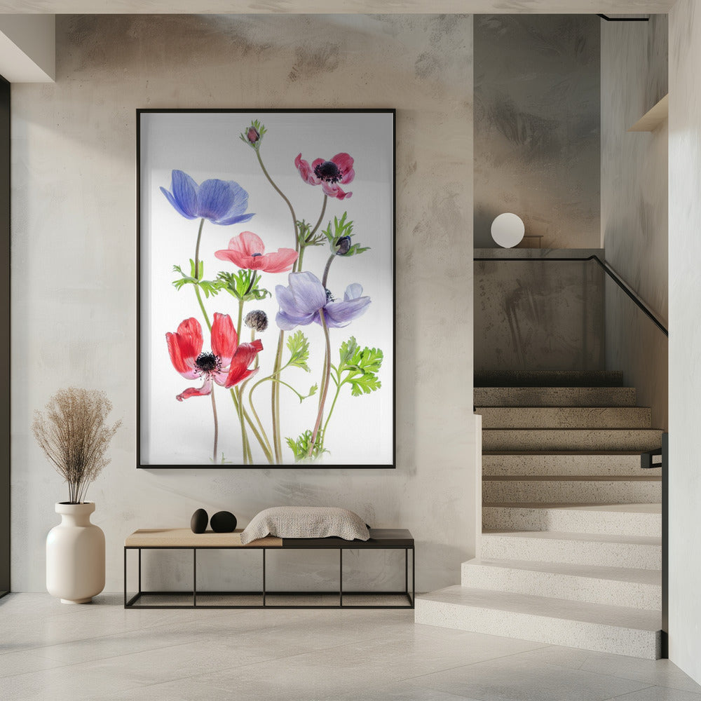 Anemone De Caen | Poster