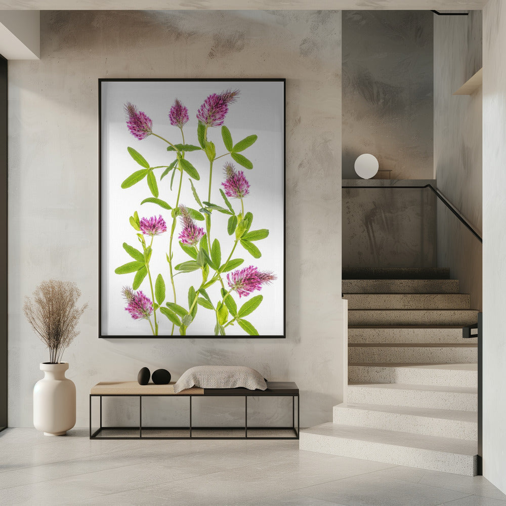 Trifolium | Poster