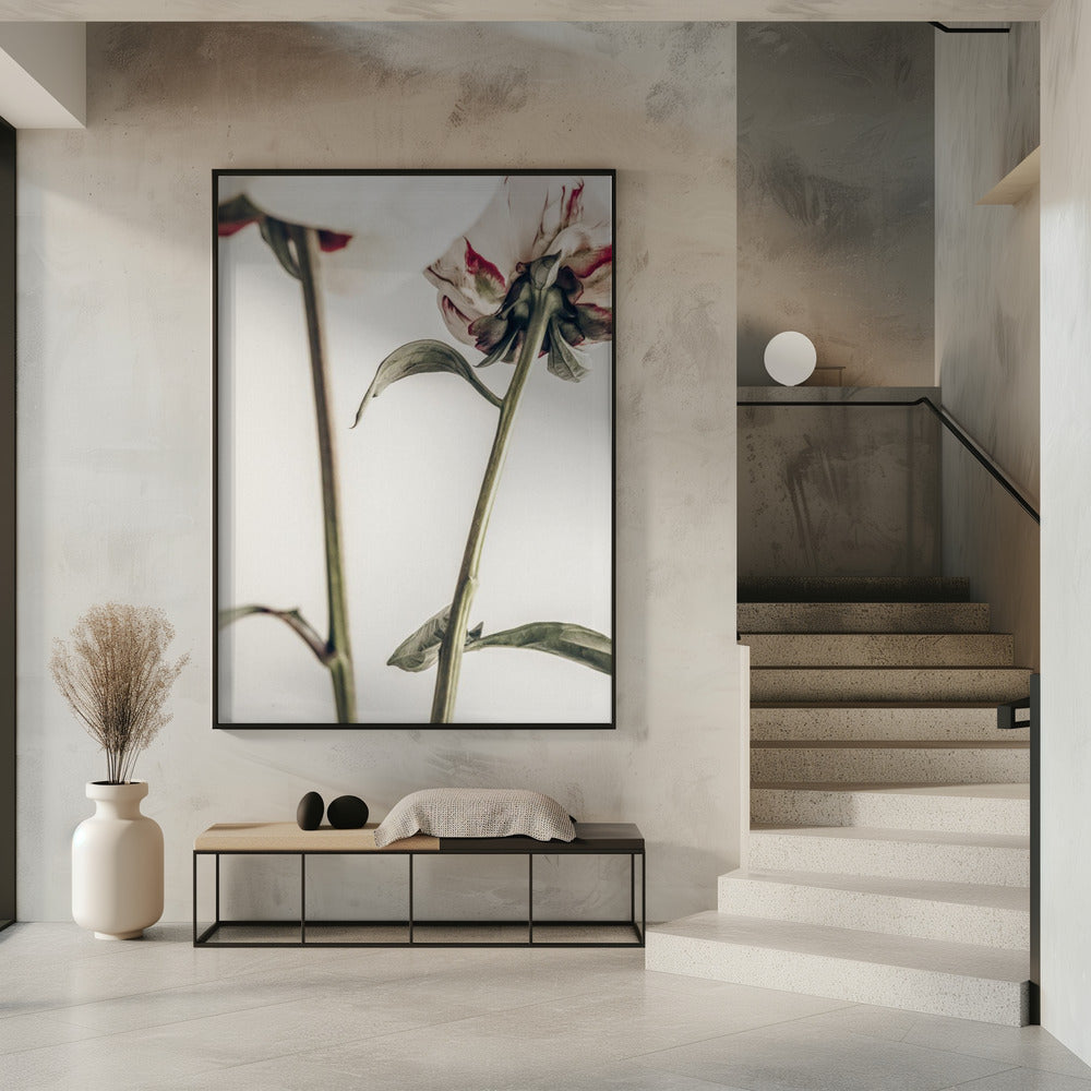 Peony 01 | Poster
