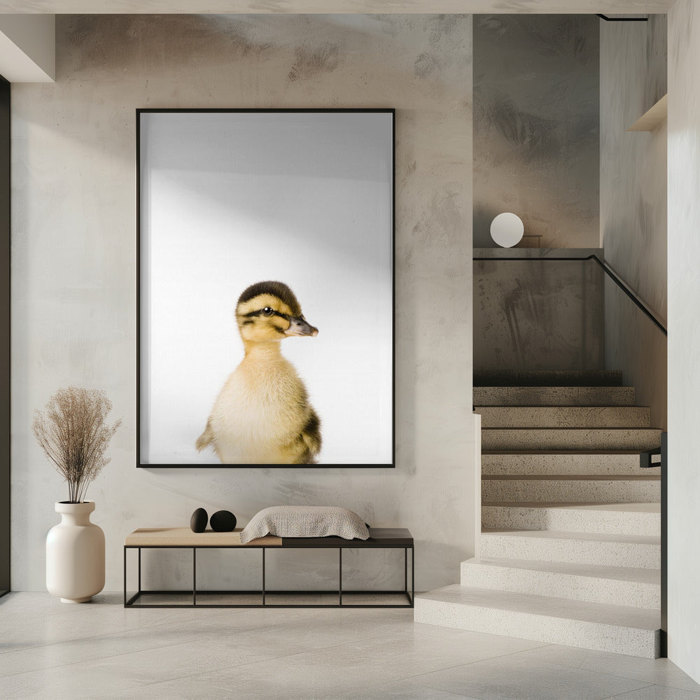 Baby-Ente | Poster