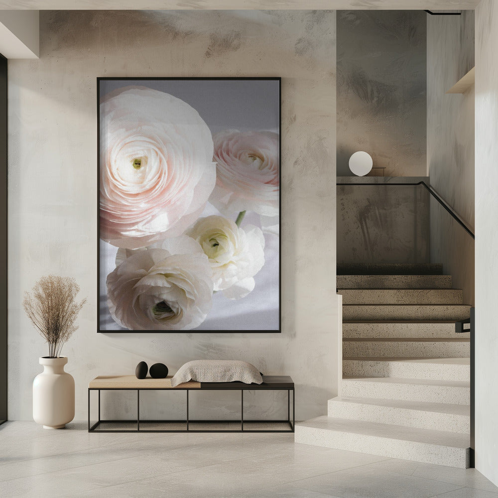 Weiche Ranunkeln | Poster