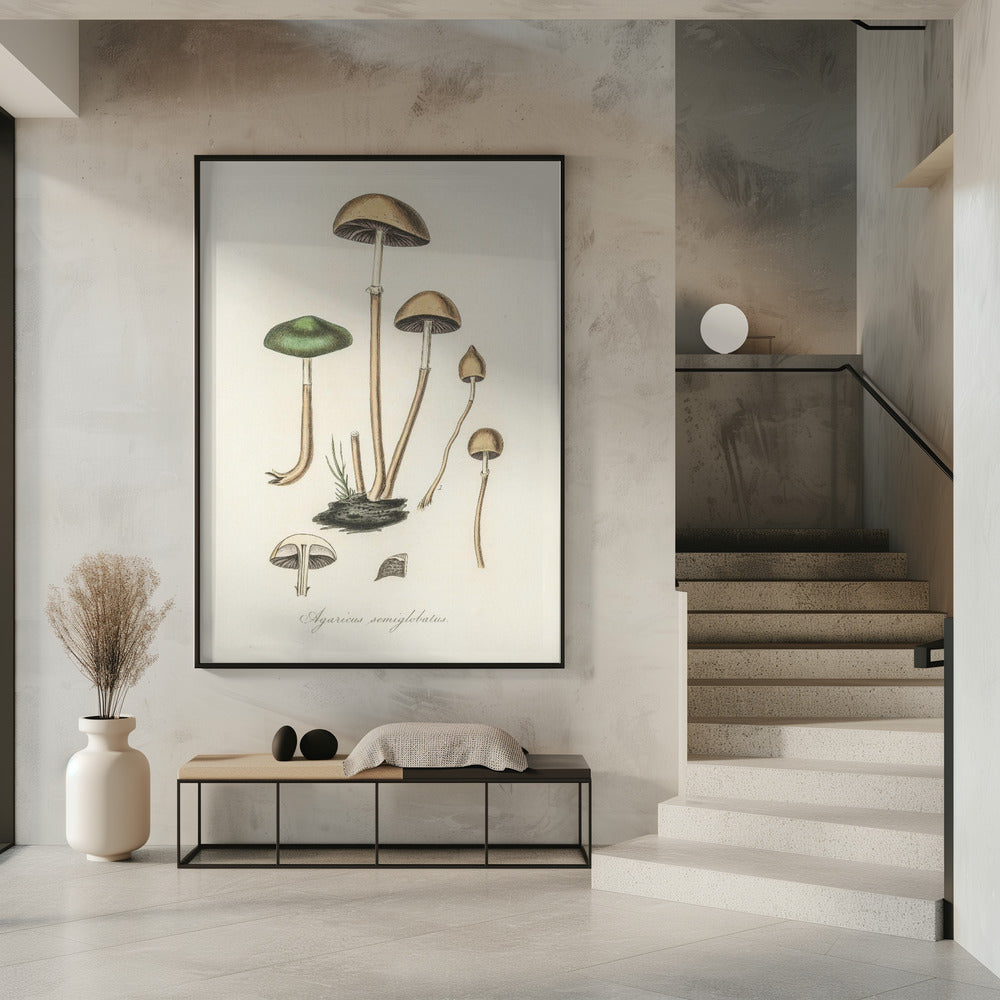 Agaricus Semiglobatus | Poster