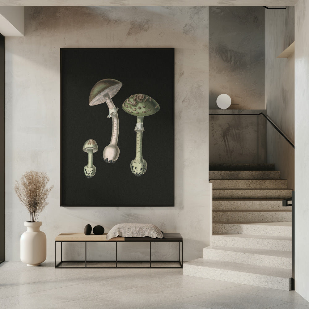 Amanita Muscaria Dark Background | Poster