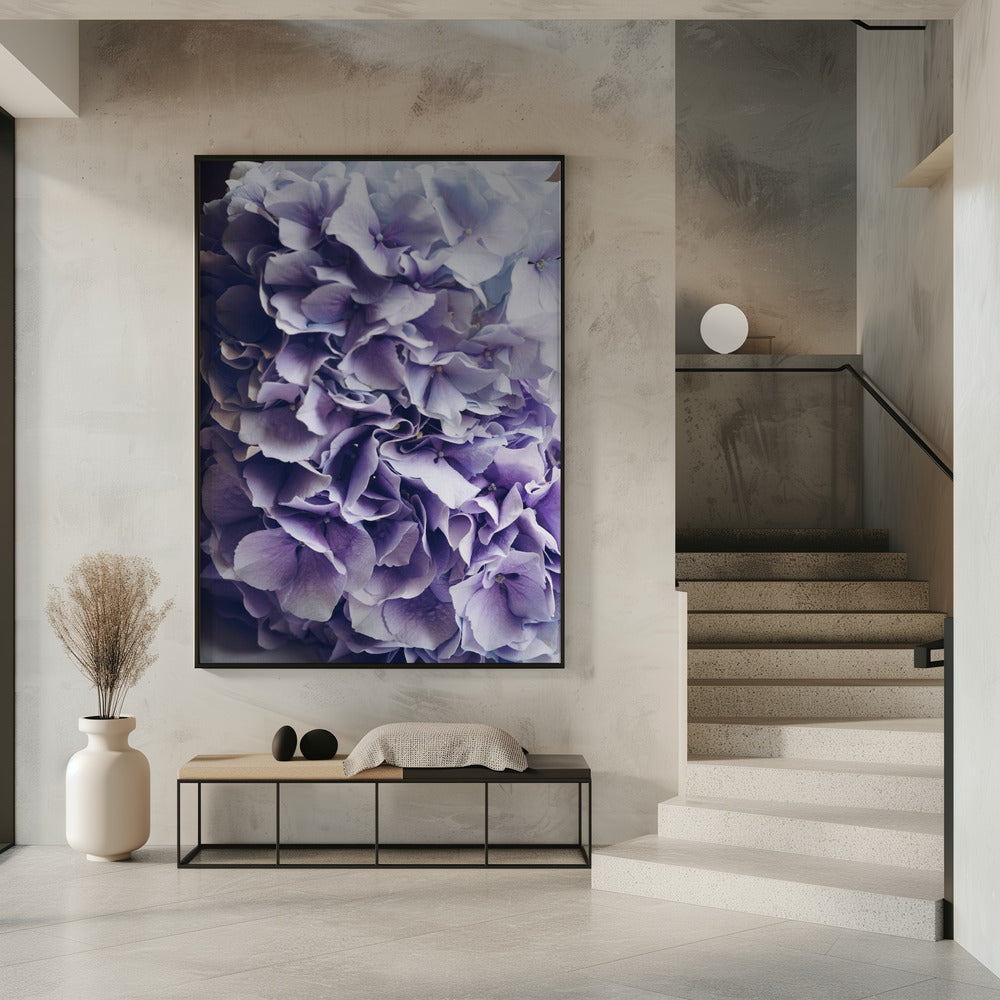 Vibrant Purple Hydrangea Flowers | Poster