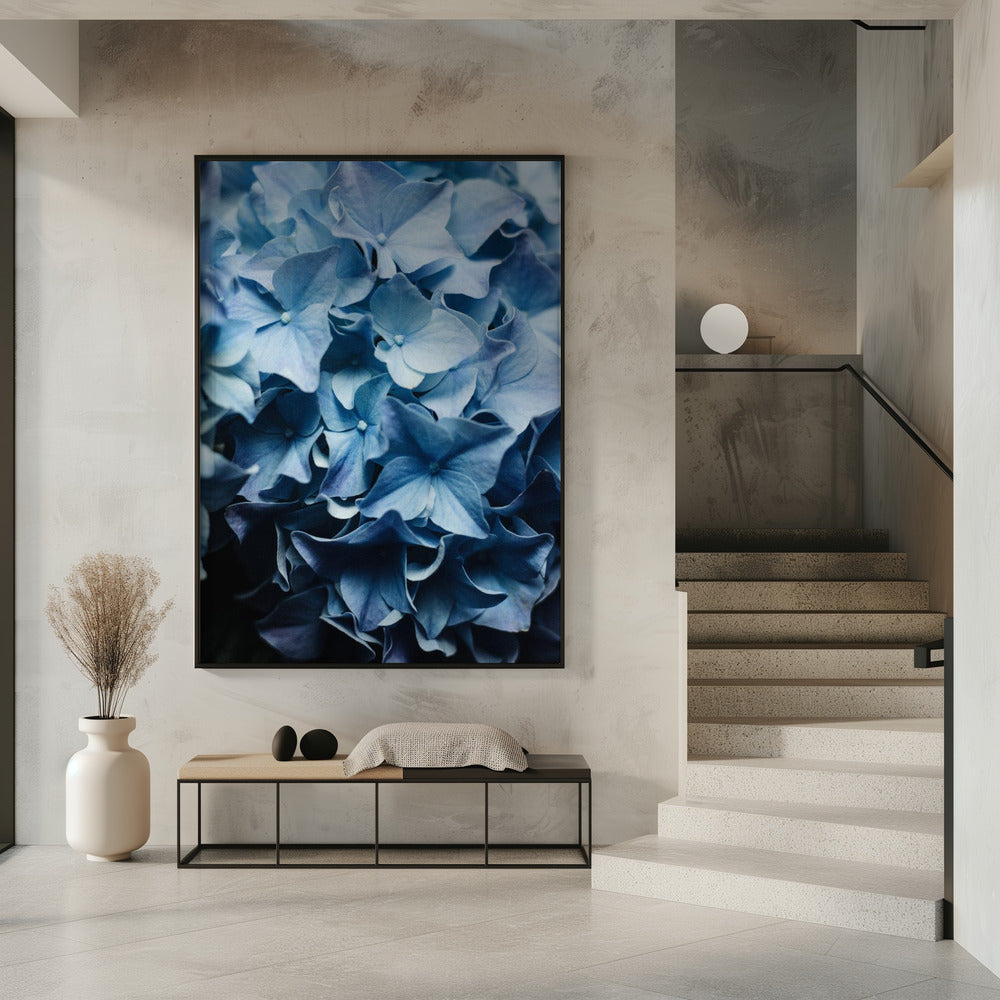 Leuchtend blaue Hortensien | Poster