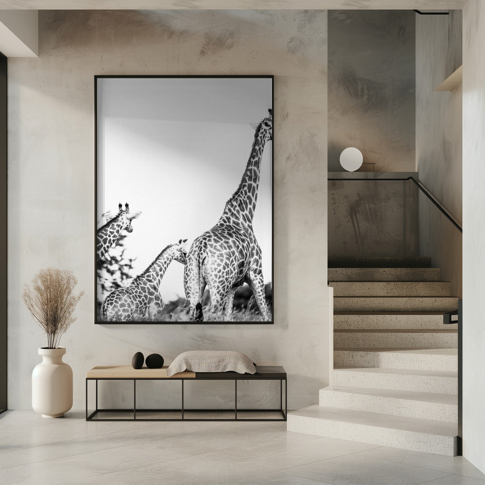 Giraffe Family Stroll | Poster