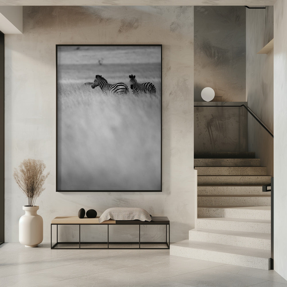 Zebras im Nebel | Poster