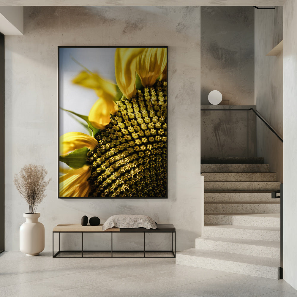 Sonnenblume Nahaufnahme | Poster