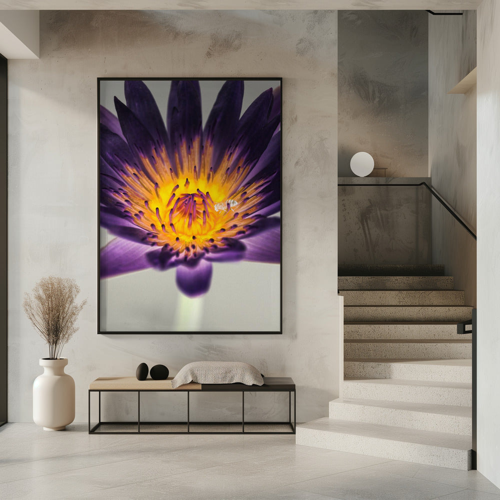 Lila Wasserlilie | Poster
