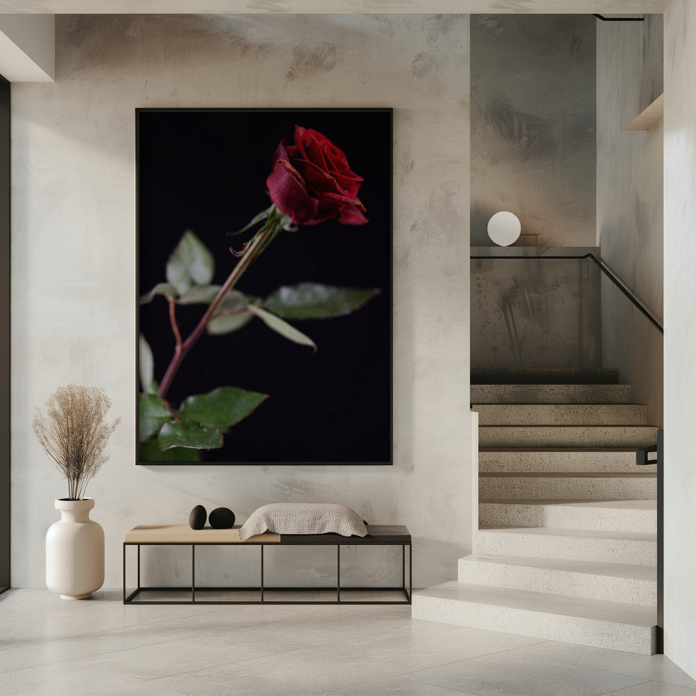 red rose | Poster