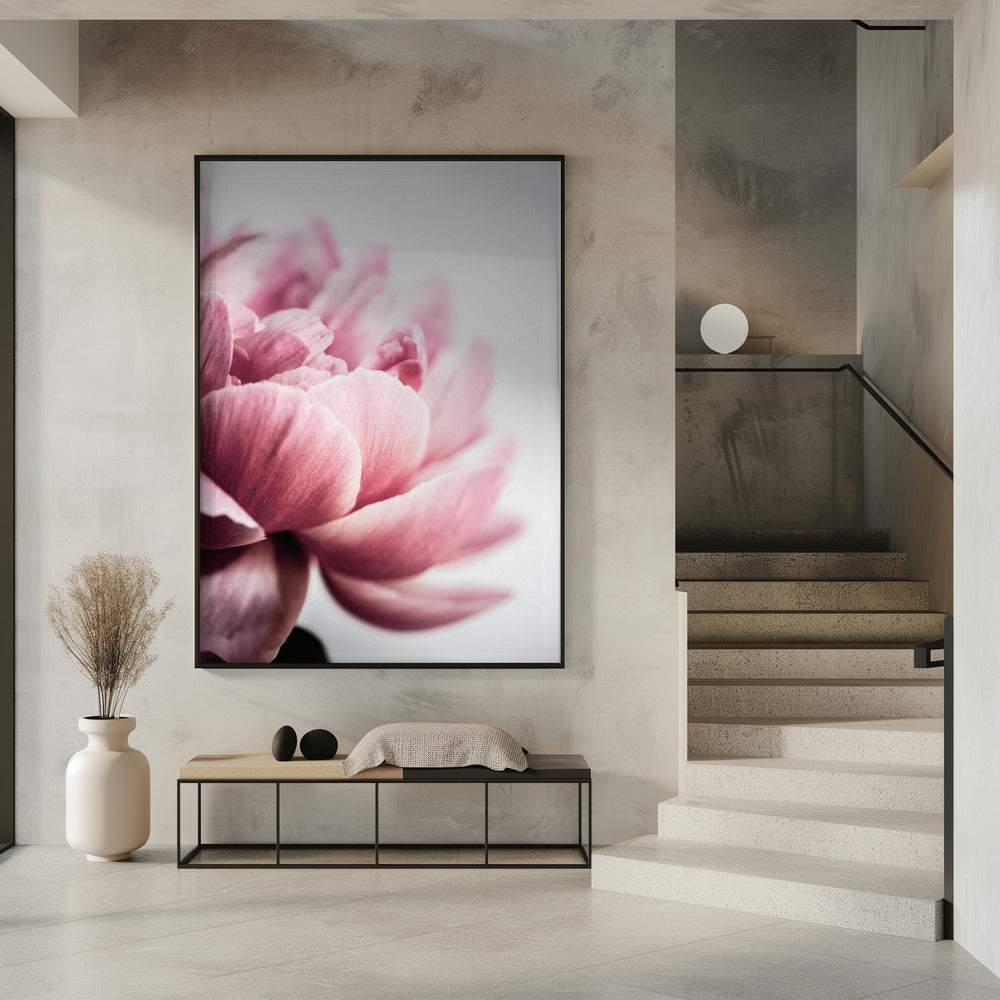 Pfingstrose 1 | Poster