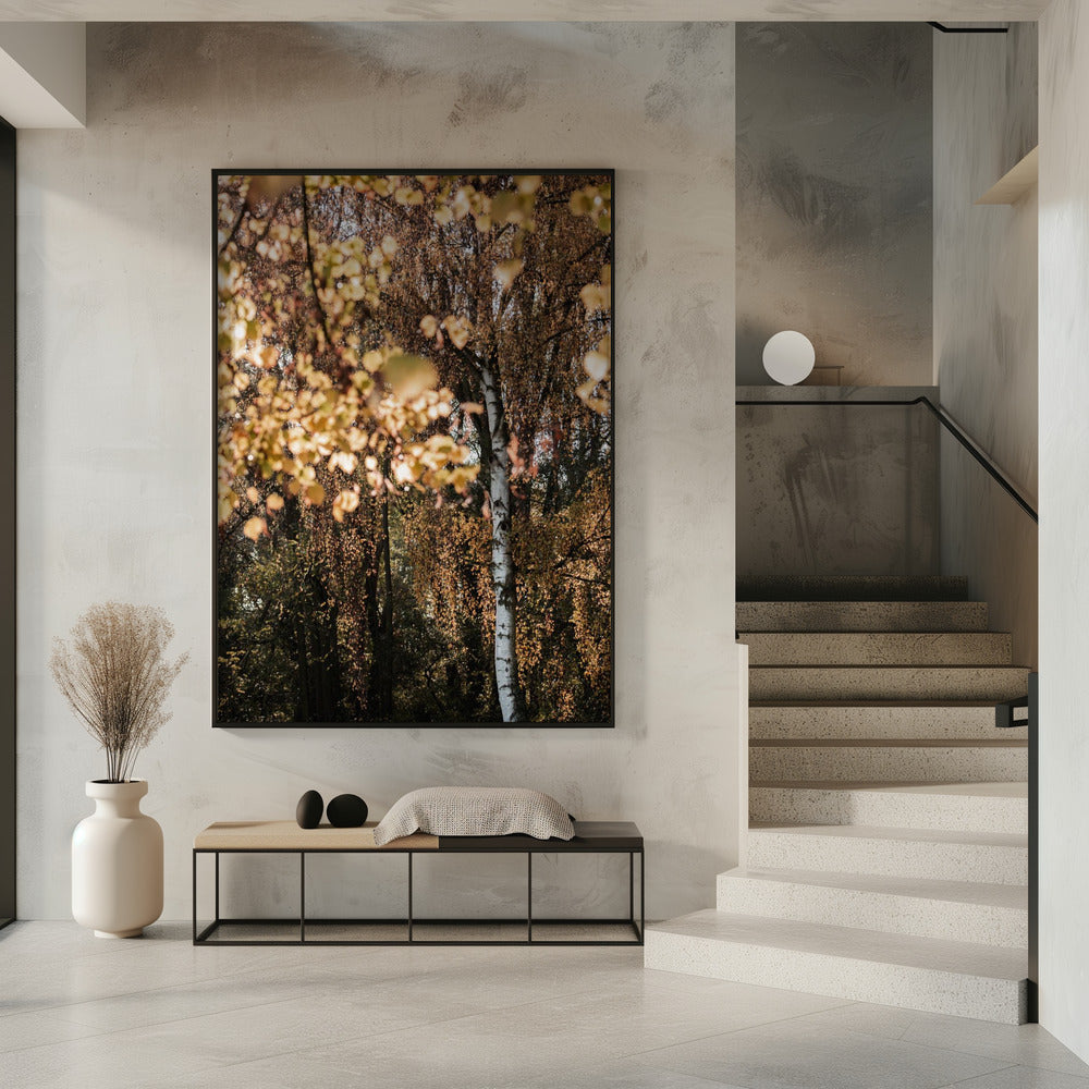 Herbstbirke | Poster