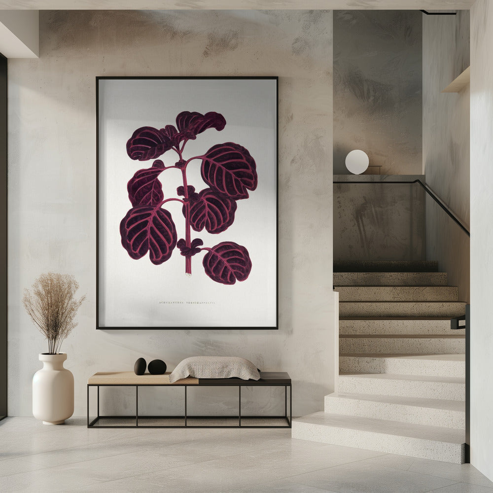 Pink Achyranthes Verschaffeltii Leaf Illustratio | Poster