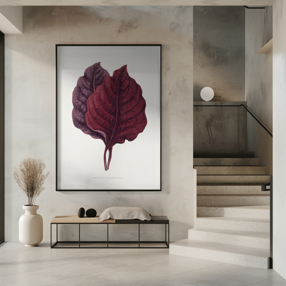 Pink Amarantus Leaf Illustration | Poster