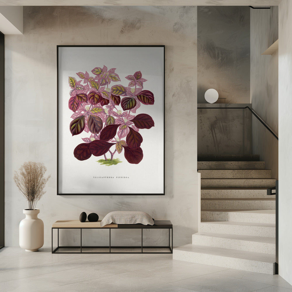 Pink Teleianthera Ficoidea Leaf Illustration | Poster