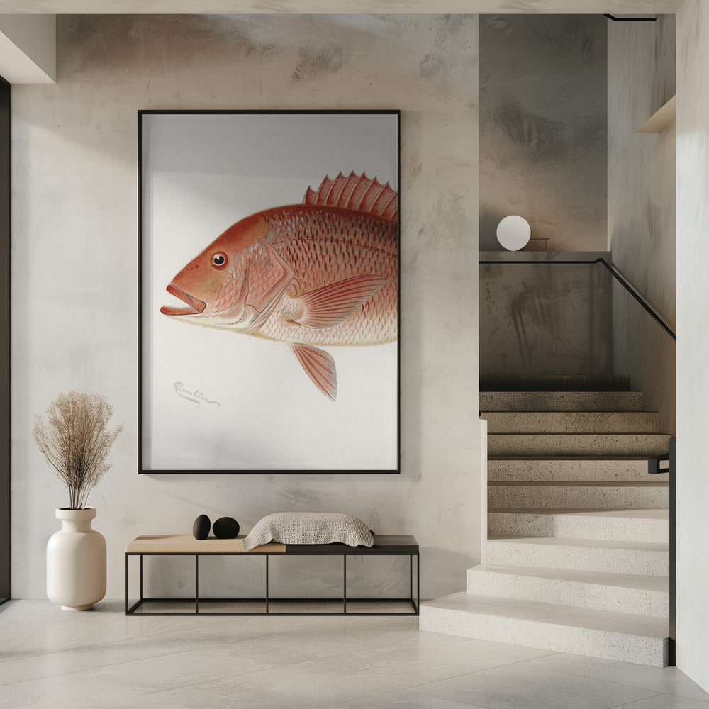Roter Schnapper | Poster