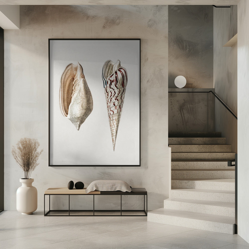Two Mollusks Crop II | Poster