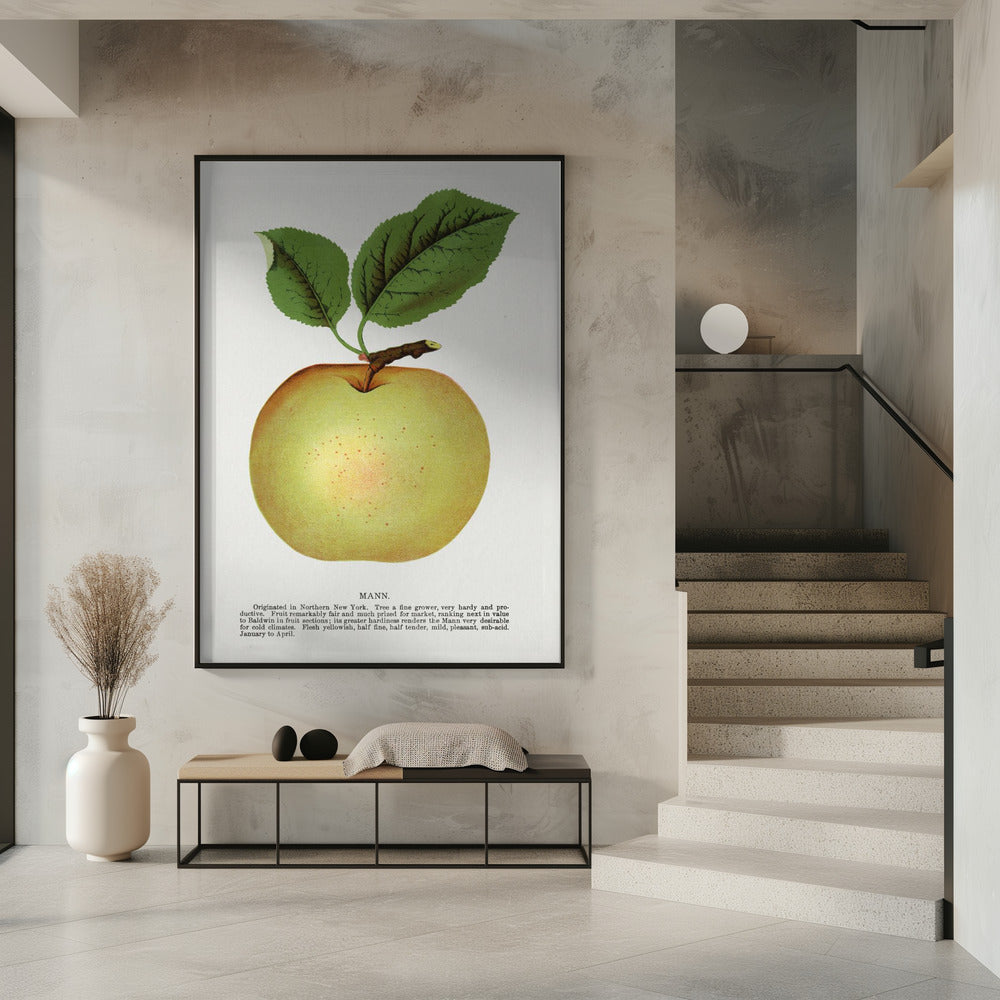 Mann Apple Lithographie | Poster