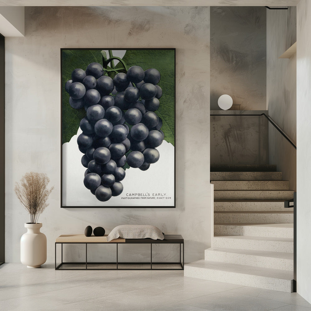 Campbells frühe Traubenlithografie | Poster