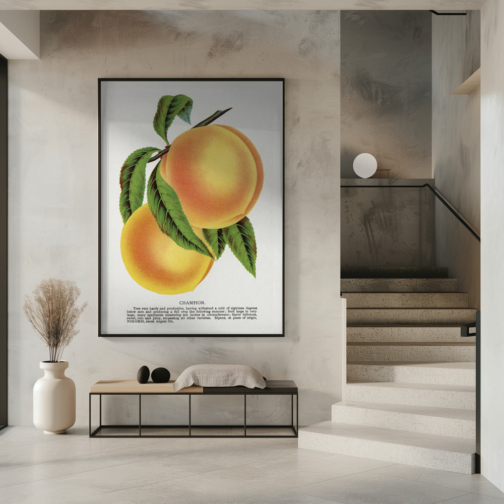 Champion Plum Lithographie | Poster