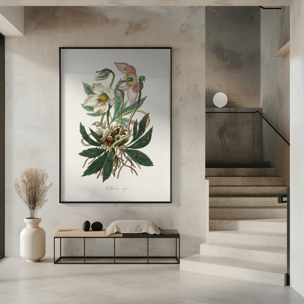 Christmas Rose (helleborus Niger) Medical Botany | Poster