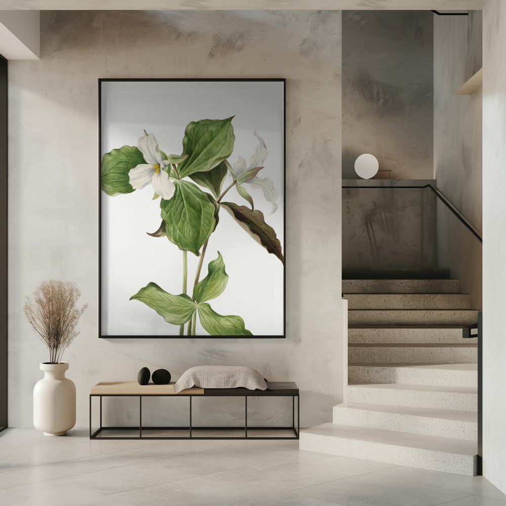 Großes weißes Trillium | Poster