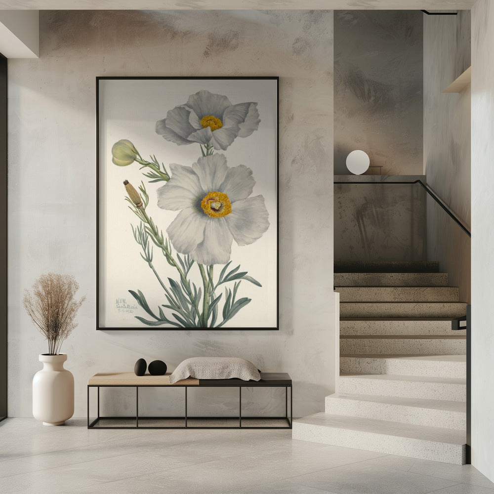 Matilija Mohn | Poster