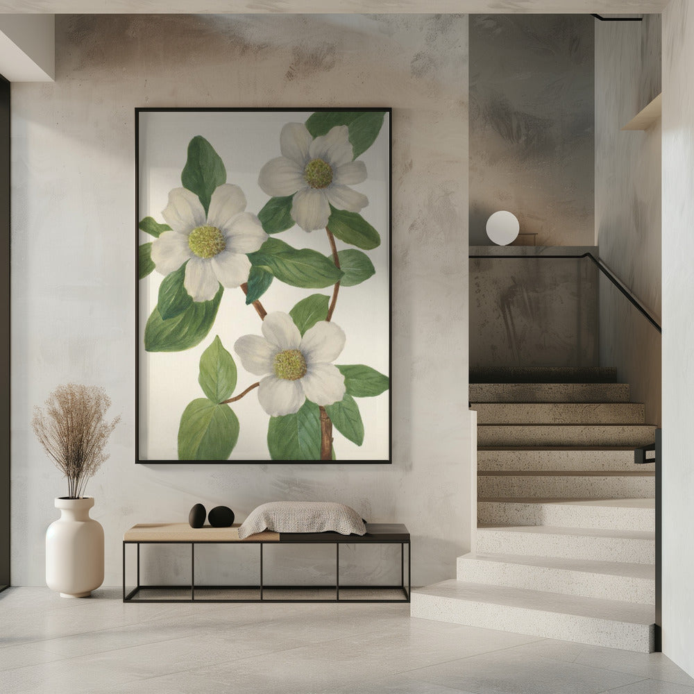 Pazifischer Hartriegel | Poster