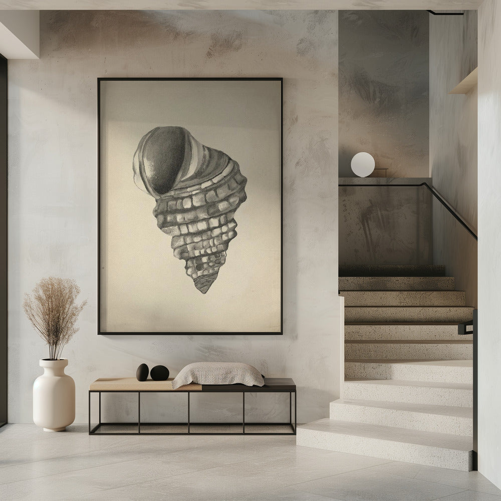 Seashells | Poster